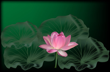 pink lotus flower on dark background
