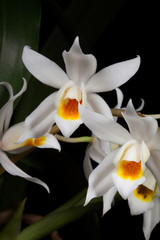 Orchid flower on black (Coelogyne mooreana)
