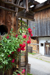 Fototapeta na wymiar Roses in the door of country house in Ellmau, Tirol, Austria