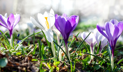 Frühlingserwachen: Wiese mit zarten Krokussen :) - obrazy, fototapety, plakaty