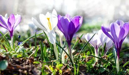  Frühlingserwachen: Wiese mit zarten Krokussen :) © doris oberfrank-list