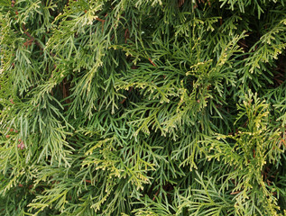 Juniper branches illuminated by the sun.