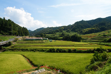 奈良県明日香村の棚田 