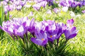 Frühlingserwachen: Wiese mit zarten Krokussen :)
