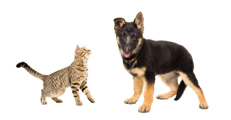 German Shepherd puppy and cat Scottish Straight together