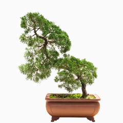 bonsai tree of chinese juniper