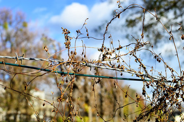 Stacheldraht mit kleinen dürren Ästen