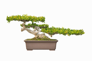 Bonsai-Baum aus chinesischer Littleaf-Box