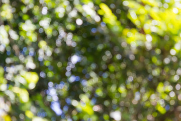 Colourful spark and blow natural bokeh of tree bush for romantic
