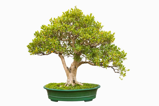 bonsai tree of chinese littleleaf box