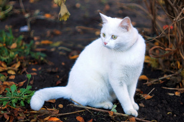 Белый кот альбинос в осеннем саду
