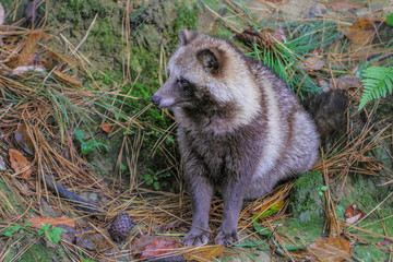 森の中のタヌキ