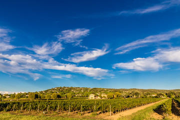 Fototapeta na wymiar Winery Building and Vineyard-Provence,France