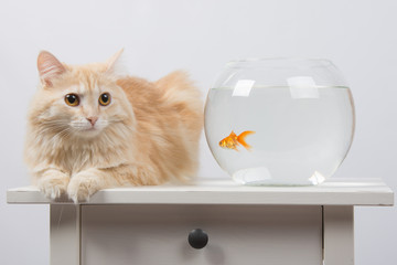 Cat sits near the aquarium with goldfish