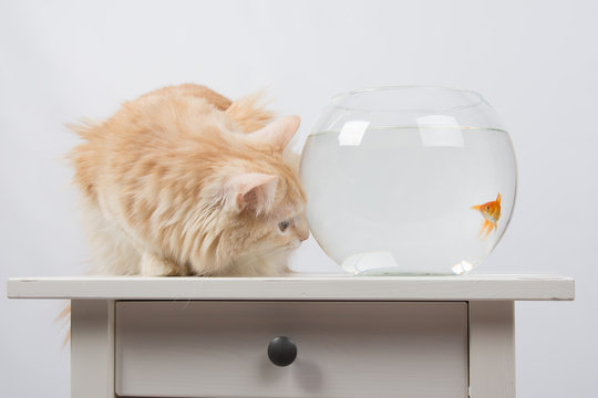 Goldfish scared cat