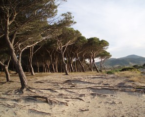 Pineta, der typische Küstenwald an Sardiniens Ostküste bei Posada