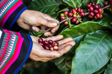 Handful of fresh organic coffee beans. Coffee beans ripening on