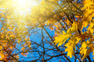 Leaves yellow red
