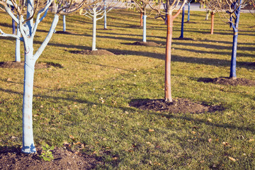 Trees protected for winter