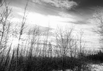 Black and white winter landscape with with rays of the setting sun