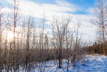 Winter landscape with snow covered forest path