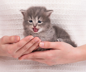 Cute little kitten