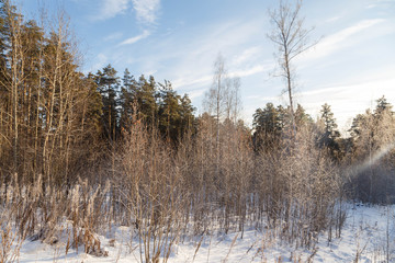 Winter landscape with snow covered forest path