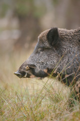 Male boar in long grass