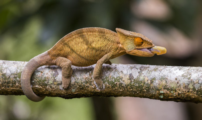 Chameleon at hunt insect. Long tongue chameleon. Madagascar. An excellent illustration. Close-up.