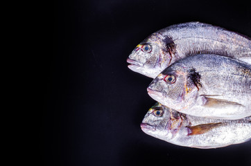 Fresh raw gilthead fishes on black background. Healthy food concept. Food frame.