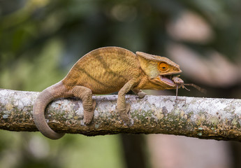 Chameleon eating insect. Close-up. Madagascar. An excellent illustration