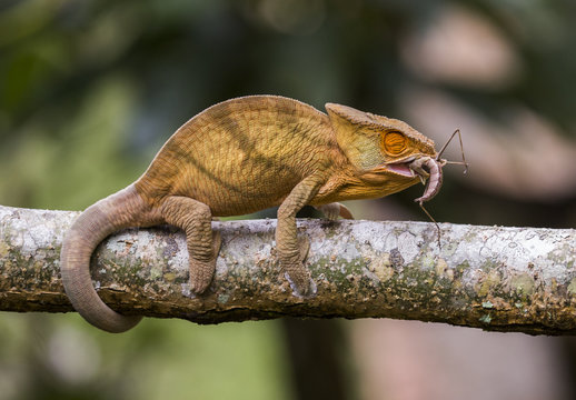 Chameleon eating insect. Close-up. Madagascar. An excellent illustration