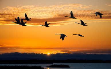 Fototapeta na wymiar Autumn migration of cranes