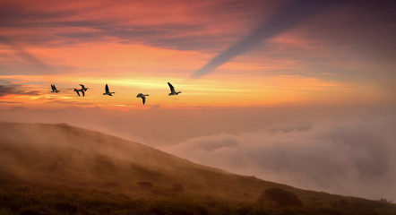 Birds at sunrise or sunset autumn concept
