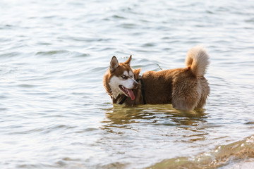 husky running on the beach