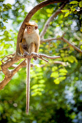 обезьяна сидит на дереве