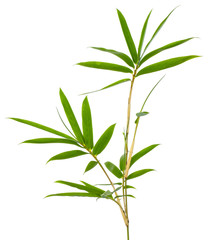 Obraz premium tige de bambou vert, fond blanc