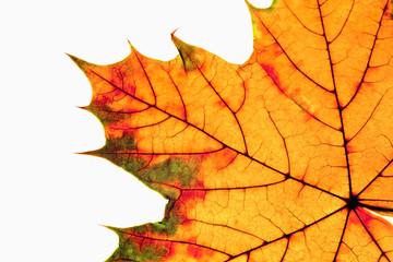 Naklejka na ściany i meble Closeup of Autumn Leaf - Isolated on White
