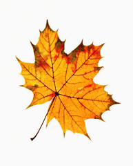 Closeup of Autumn Leaf - Isolated on White