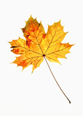 Closeup of Autumn Leaf - Isolated on White