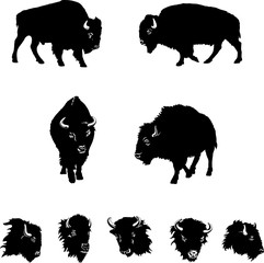 buffalo, black illustration, isolation, figure, silhouette, portrait, various postures of the animal, buffalo head and figure - obrazy, fototapety, plakaty