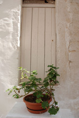 White Door with Plant, Ostuni