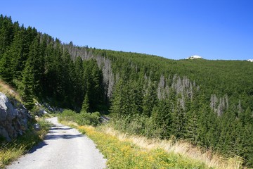 Fototapeta na wymiar Mountain road through the forest