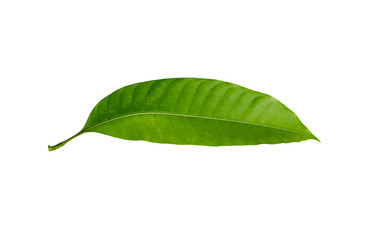 Mango leaf on white background