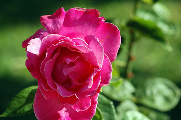 rosa