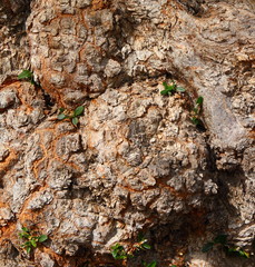 olive tree bark background
