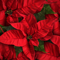 Vector Poinsettia Flowers For Decoration