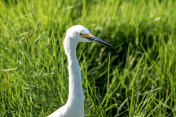 The Snowy Egret is Fishing at Malibu Lagoon