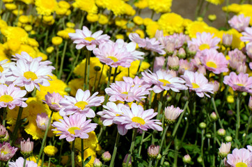 Obraz na płótnie Canvas Yellow and Pink Chrysanthemum Flowers in the Garden.