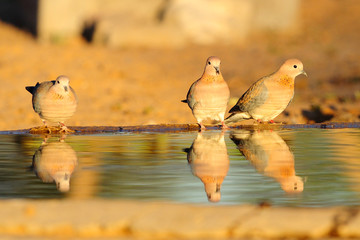 Laughing doves with reflection